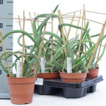 Seleniocereus grandiflores