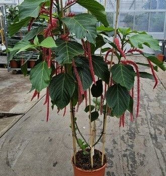 Acalypha hispida