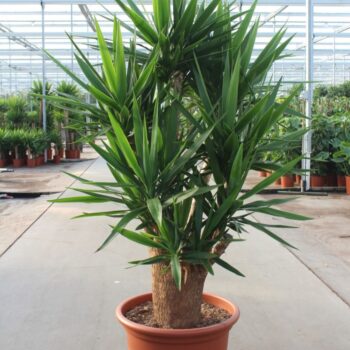 Yucca Elephantipes