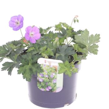 Geranium Bloom Me Away