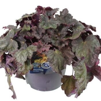 Heuchera saxifragaceae Regina