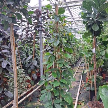 Tetrastigma Voinierianum