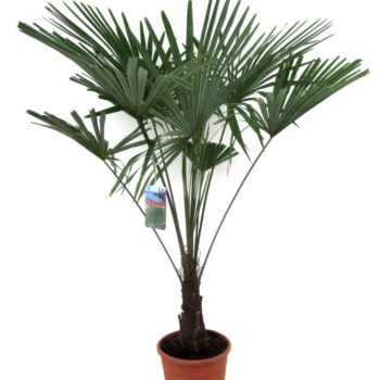 Trachycarpus fortunei