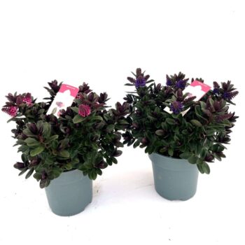 Hebe P15 Mix-tray Vinoa Addenda®