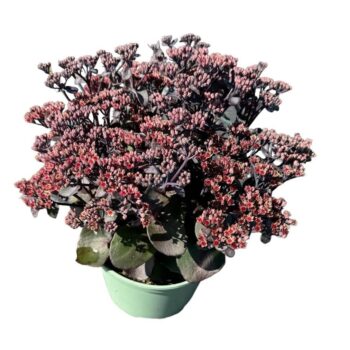 Sedum Night Embers