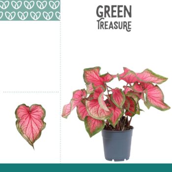 Caladium Sweetheart