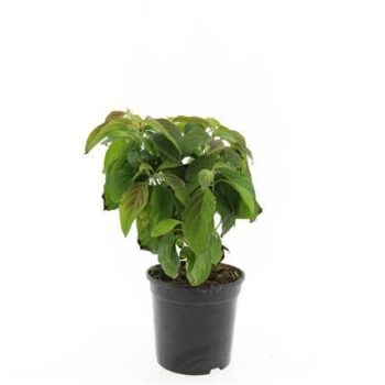 Cornus sericea 'Kelseyi'