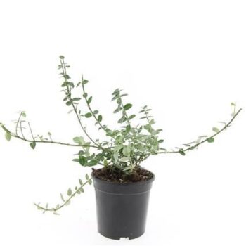 Euonymus fort. 'Emerald Gaiety'