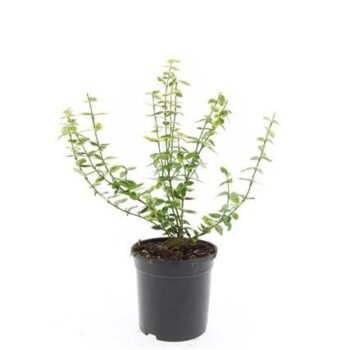 Euonymus fort. 'Emerald 'n' Gold'