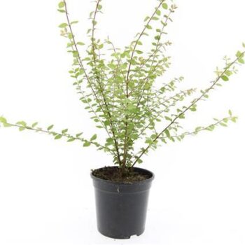 Symphoricarpos ch. 'Hancock'