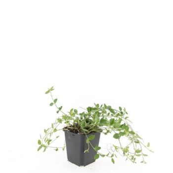 Vinca minor 'Gertrude Jekyll'