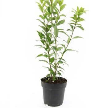 Forsythia int. 'Spectabilis'