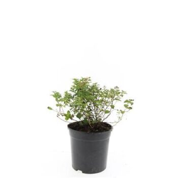 Spiraea jap. 'Little Princess'