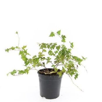 Stephanandra incisa 'Crispa'