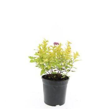 Spiraea jap. 'Golden Princess'