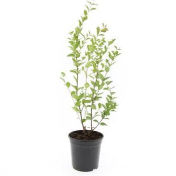 Symphoricarpos d. 'Mother of Pearl'