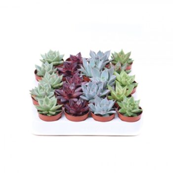 Echeveria special mix