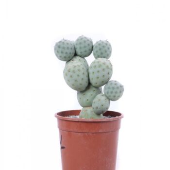 Tephrocactus geometricus