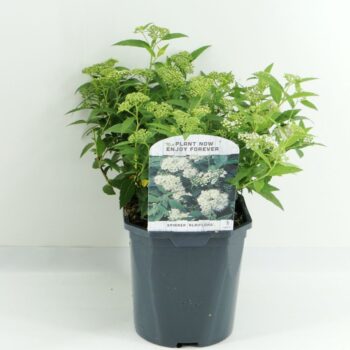 Spiraea jap. Albiflora