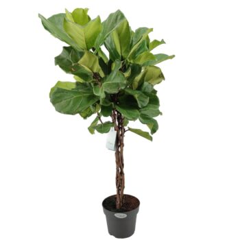 Ficus Lyrata