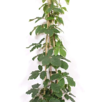 Tetrastigma voinierianum