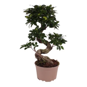 Ficus Ginseng s-shape in ø20cm Carbon Free pot S-Shape