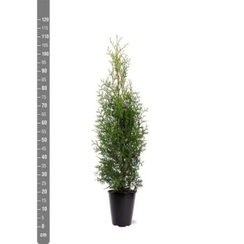 Thuja occidentalis 'King of Brabant' (pbr)