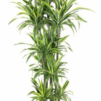 Dracaena Lemon Lime