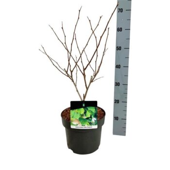 Ginkgo biloba 'Little Emperor'