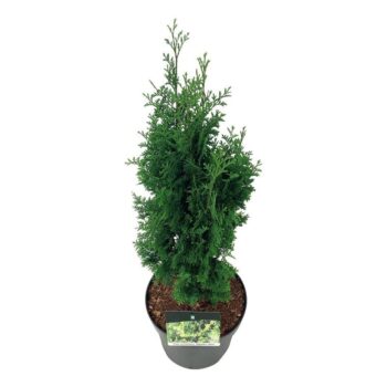Thuja occ. 'Degroot's Spire'
