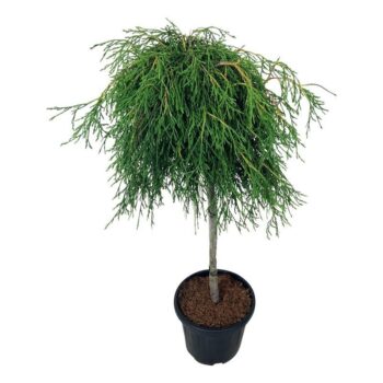 Thuja pl. 'Kager's Beauty'