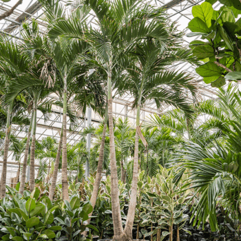 Veitchia (Adonidia) merrillii (575-650) 2-Stem