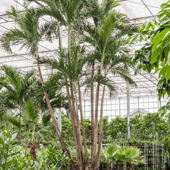 Veitchia (Adonidia) Merrillii 8-Stem