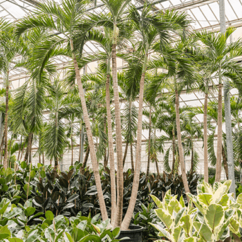 Veitchia (Adonidia) Merrillii 4-Stem