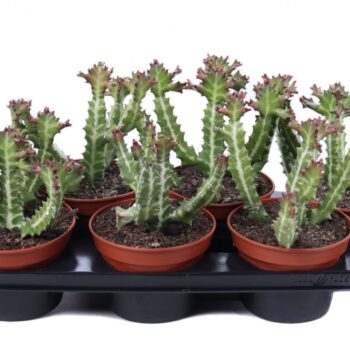 Euphorbia lactea canarias 15 cm