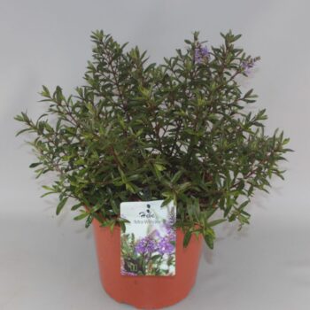 Hebe 'Mrs Winder' C5