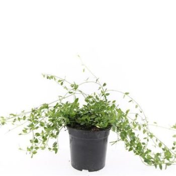 Vinca minor 'Gertrude Jekyll'