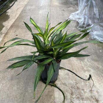 Dracaena riki