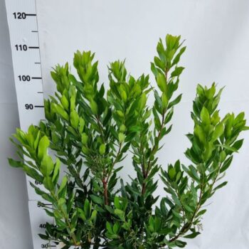 Arbutus unedo 'Compacta'