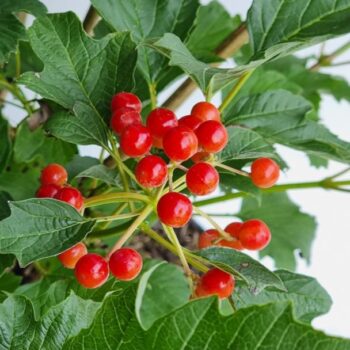 Viburnum opulus 'Compactum'
