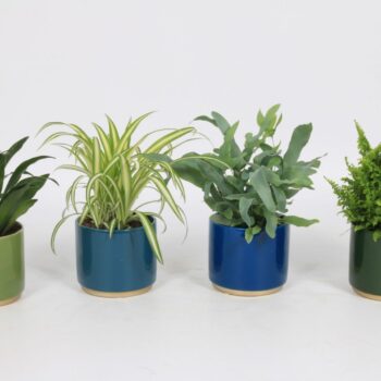 Groen Mix 12cm - Classic - Hobart