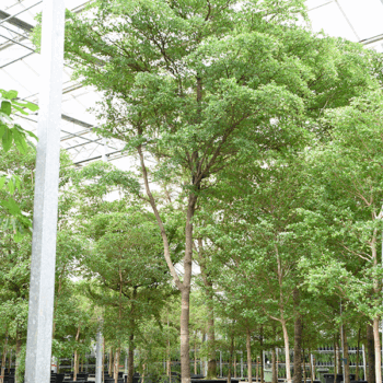 Bucida buceras 'Shady Lady' (800-850) Stem