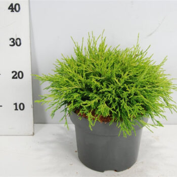 Chamaecyparis p. 'Sungold'