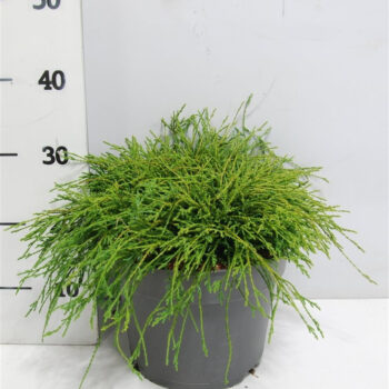 Chamaecyparis p. 'Filifera Nana'