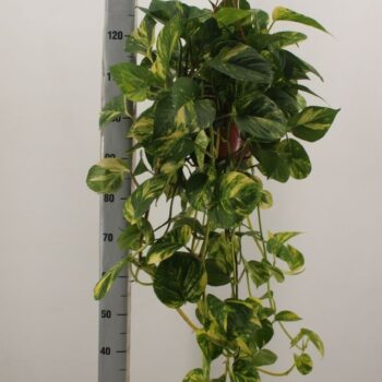 Epipremnum Aureum