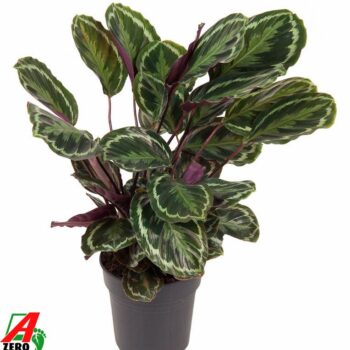 Calathea Medaillon