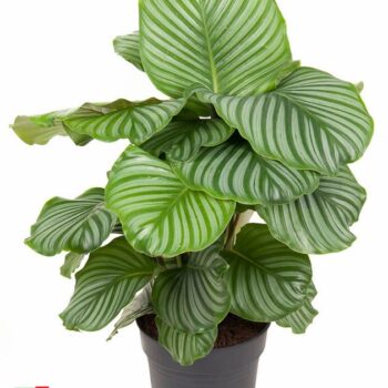 Calathea Orbifolia