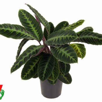 Calathea Warscewiczii