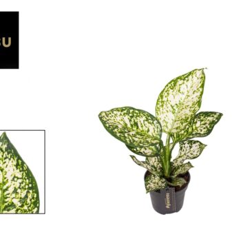 Aglaonema Ivory Jade