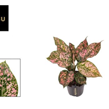 Aglaonema Pink Leopard